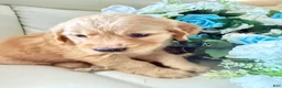Golden Retriever dogs for sale: Golden Retriever 1 - Ad 1
