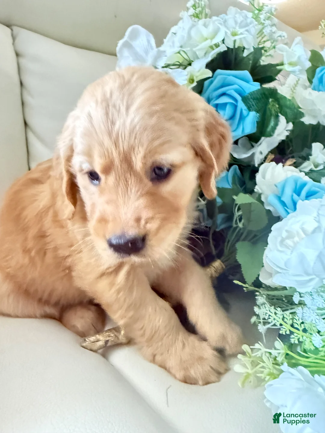 Golden Retriever dogs for sale: Golden Retriever 1 - Ad 1