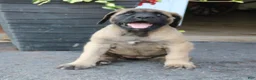 English Mastiff dogs for sale: Lilac - Ad 5