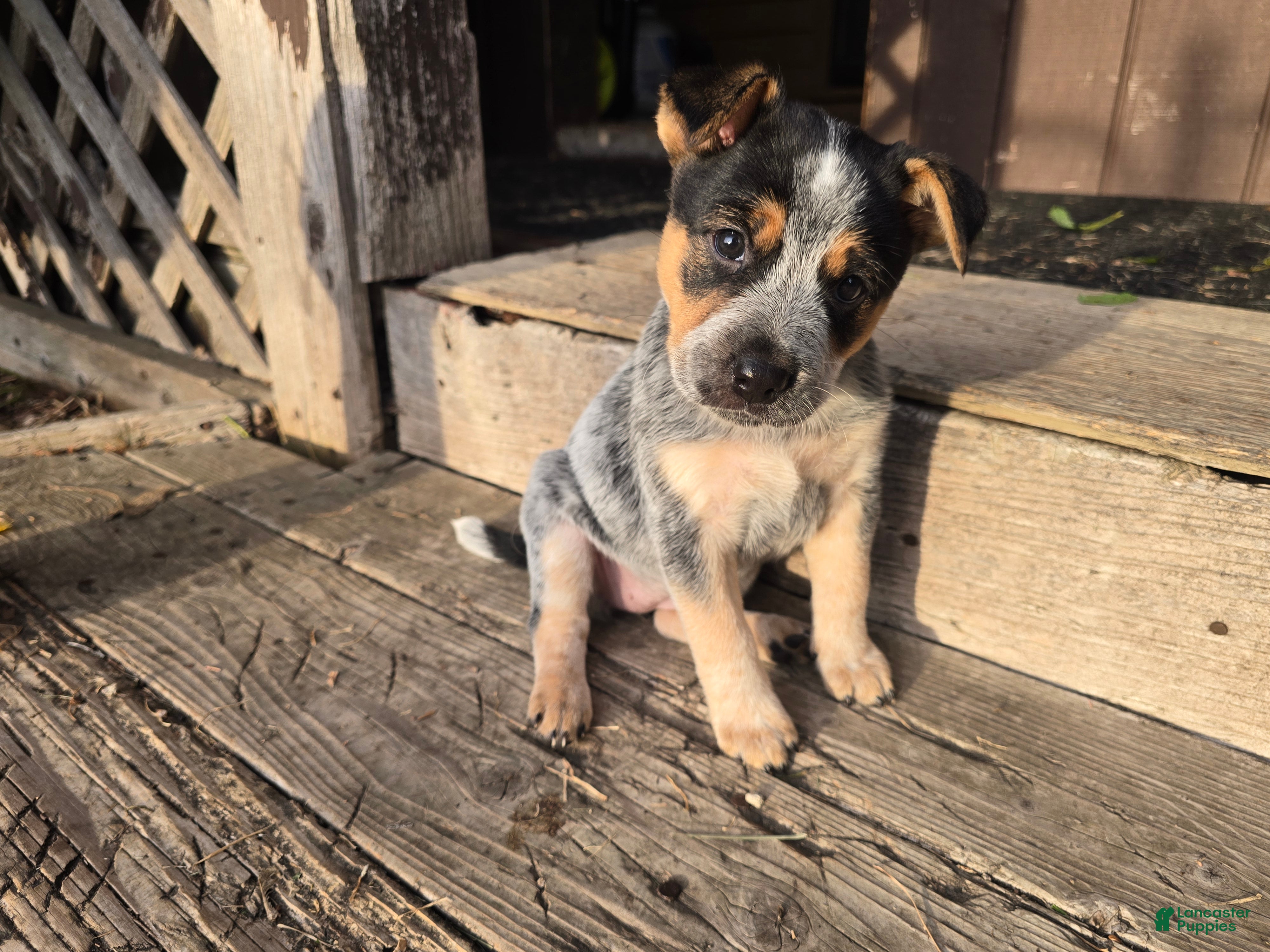 Australian Cattle Dog dogs Bluey - Ad 4