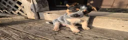 Australian Cattle Dog dogs for sale: Bluey - Ad 1