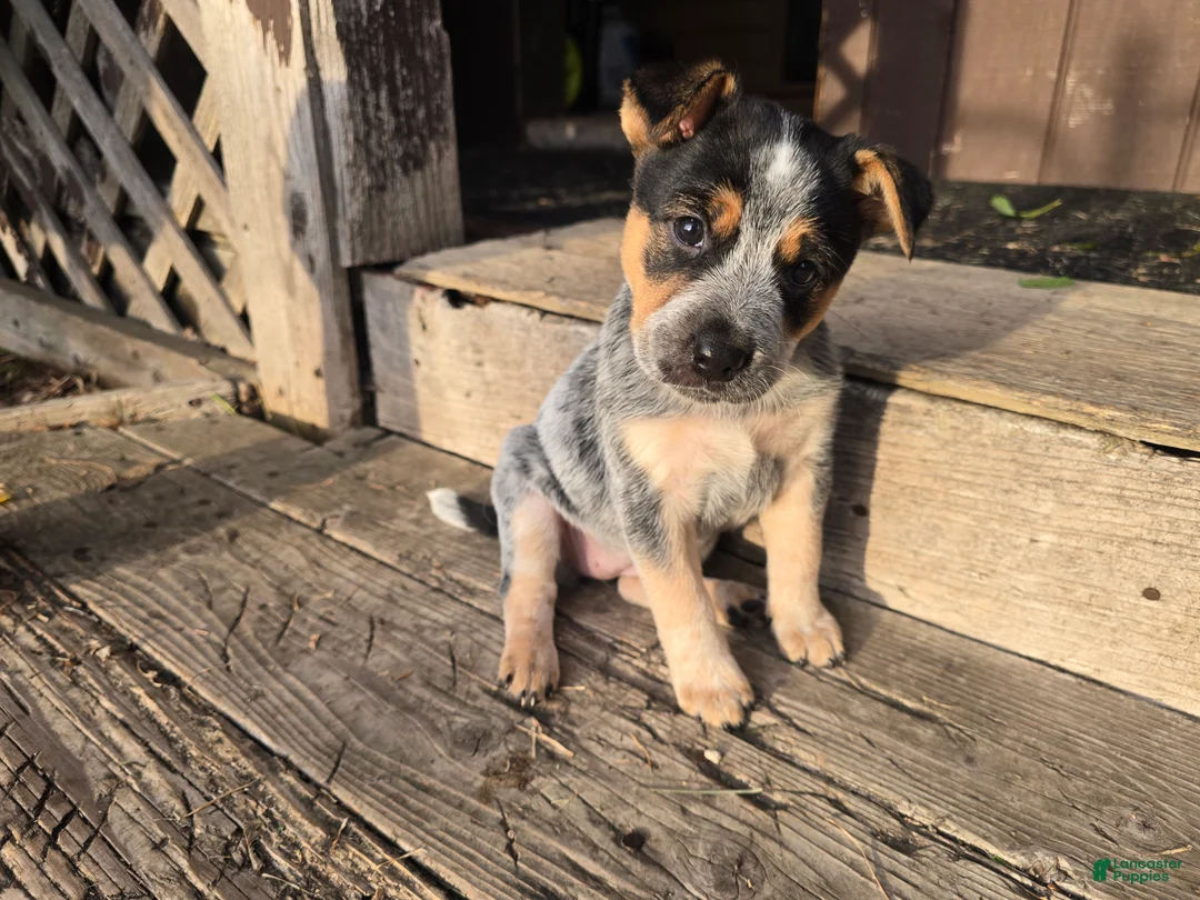 Australian Cattle Dog dogs for sale: Bluey - Ad 1