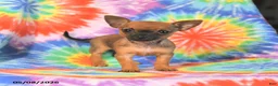 Chihuahua dogs for sale: Abby - Ad 2