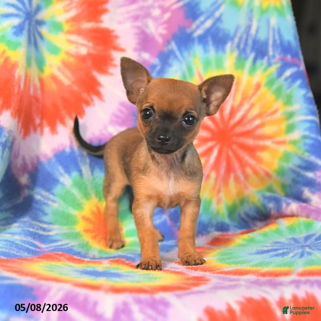 Chihuahua dogs for sale: Abby - Ad 2