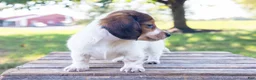Miniature Dachshund dogs for sale: Miniature Dachshund 5 - Ad 7