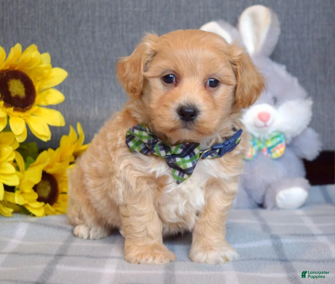 Shihpoo dogs for sale: Ollie  - Ad 1