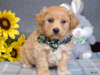 Shihpoo dogs for sale: Ollie - Ad 1