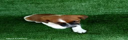 Jack Russell Terrier dogs for sale: Jack - Ad 3