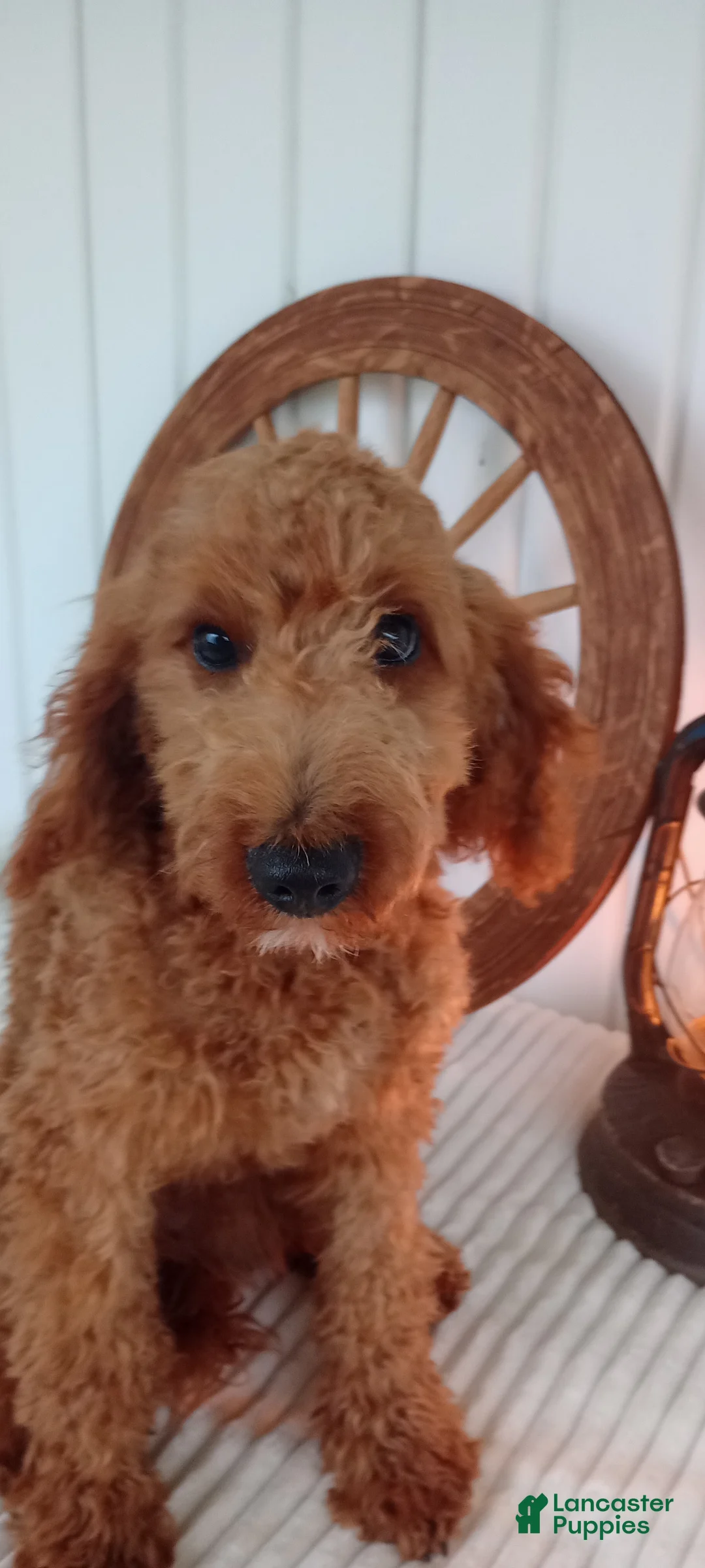 Mini Goldendoodle dogs for sale: Paul - Ad 13