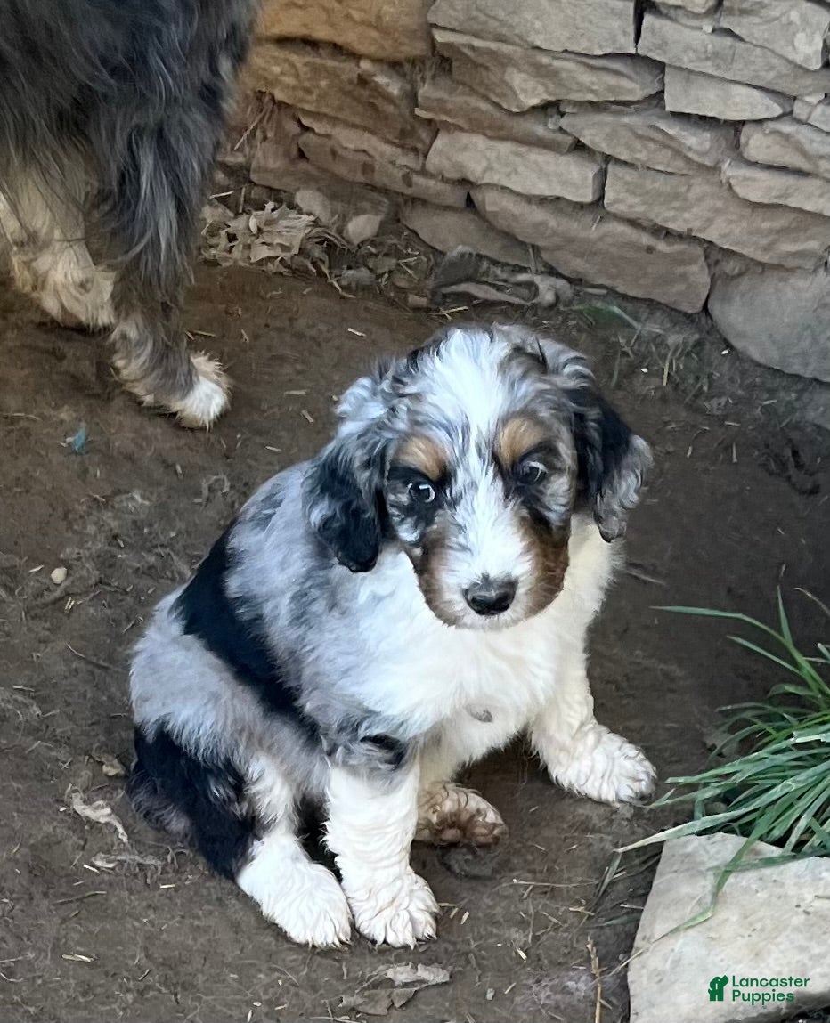 Aussiedoodle dogs for sale: Blue Merle Male Lee - Ad 1