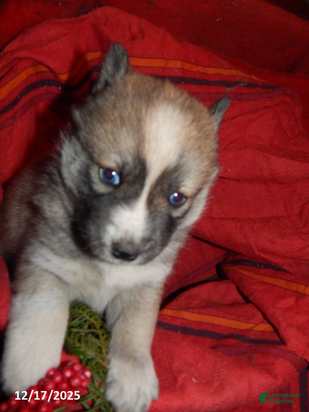 Pomsky dogs for sale: Ava  - Ad 2