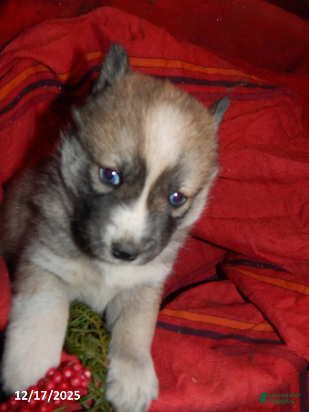 Pomsky dogs for sale: Ava  - Ad 7