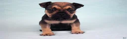 American Bully dogs for sale: Sable Male - Ad 3