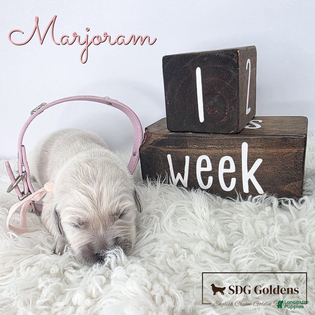 Canine Companions Service Dog Puppies For Sale Labrador Breeder