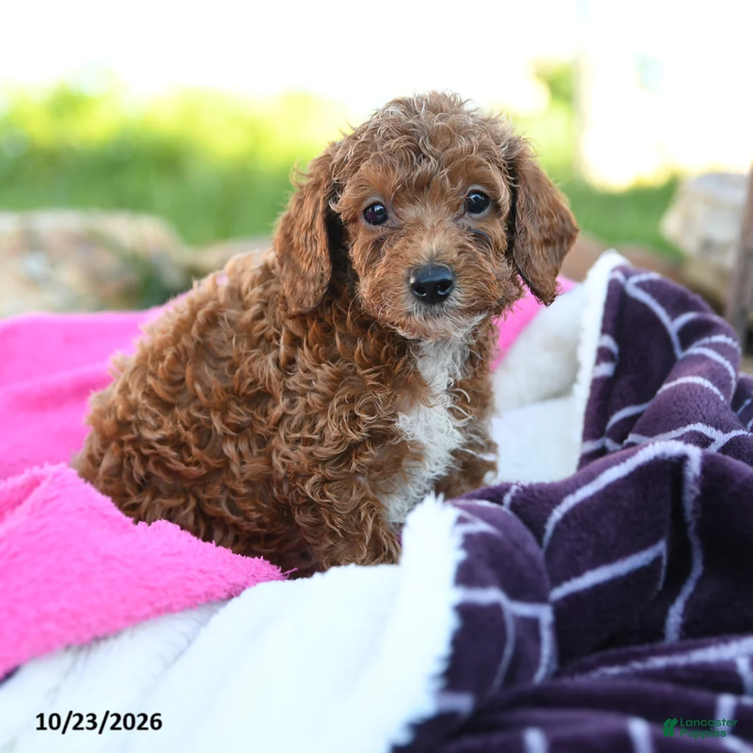 Miniature Poodle dogs for sale: Zoey - Ad 2