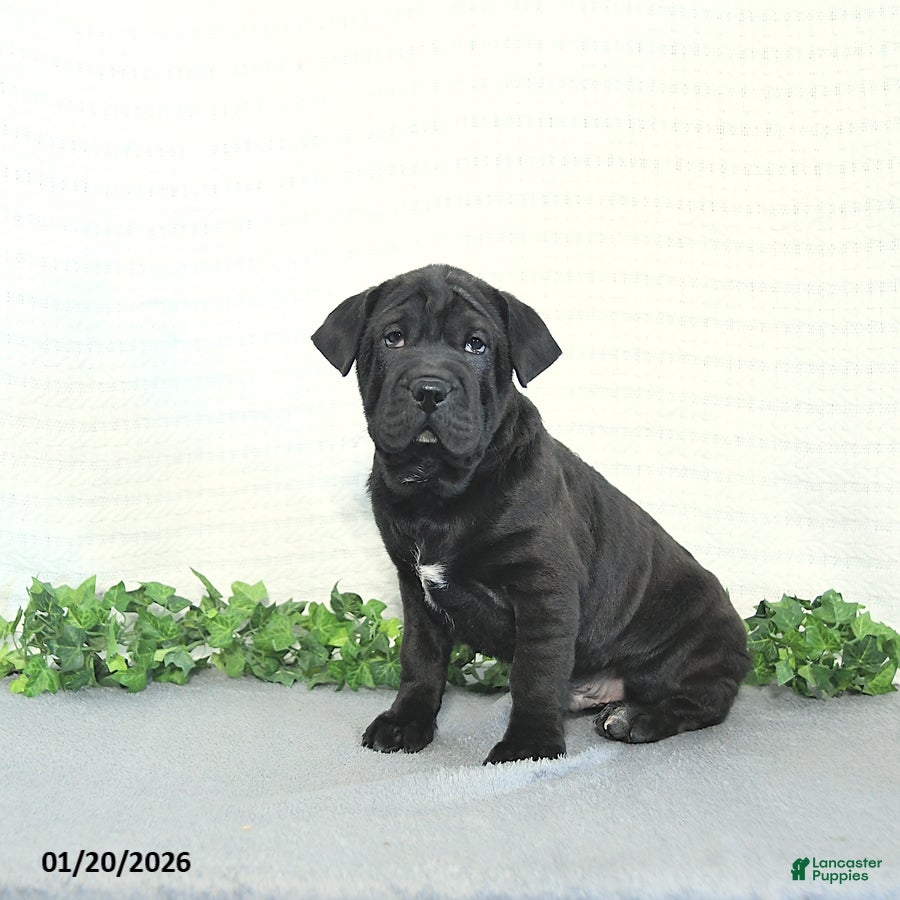 Mini Hippo dogs Bentley - Ad 2