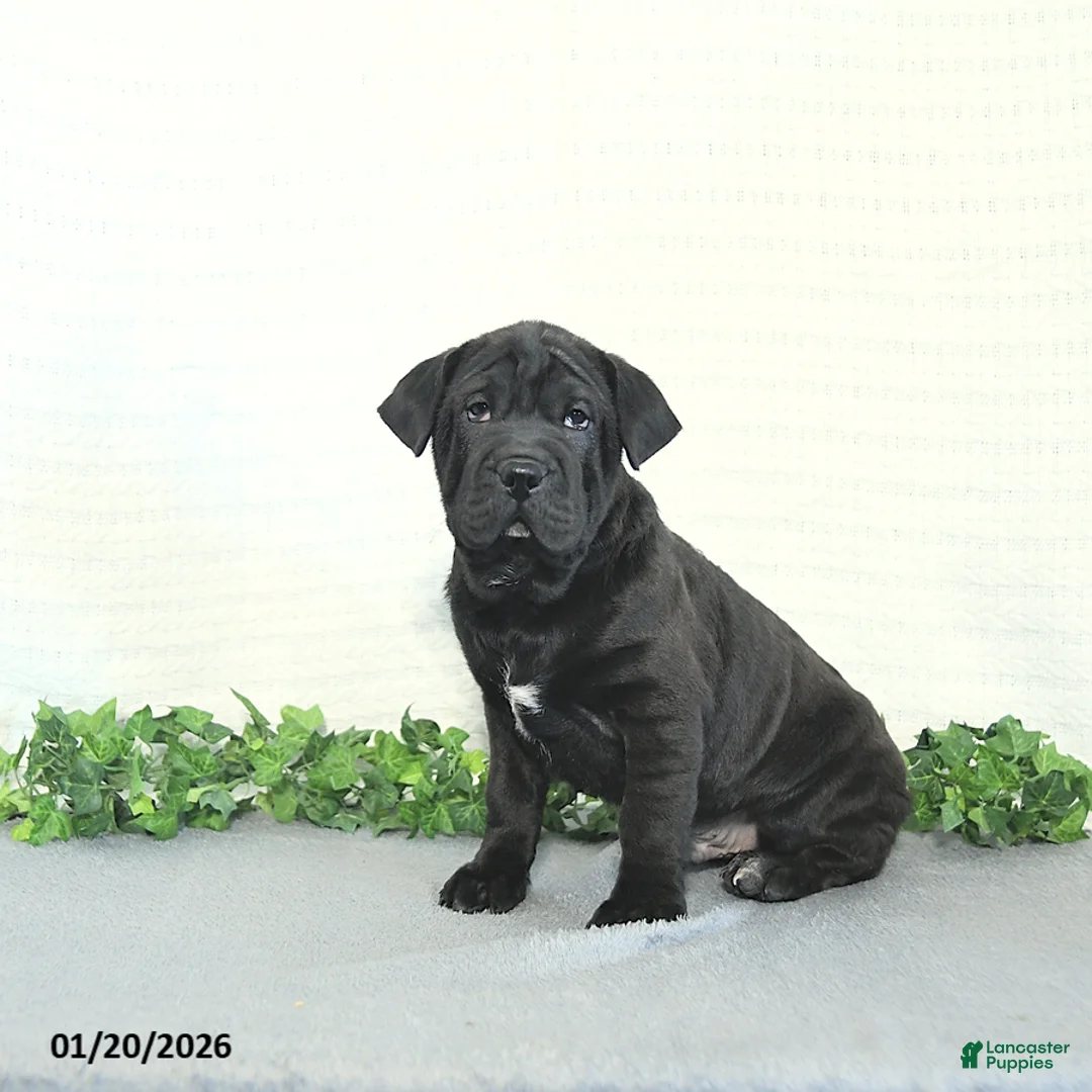 Mini Hippo dogs for sale: Bentley - Ad 2