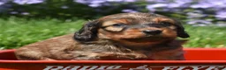 Miniature Dachshund dogs for sale: Rusty - Ad 8