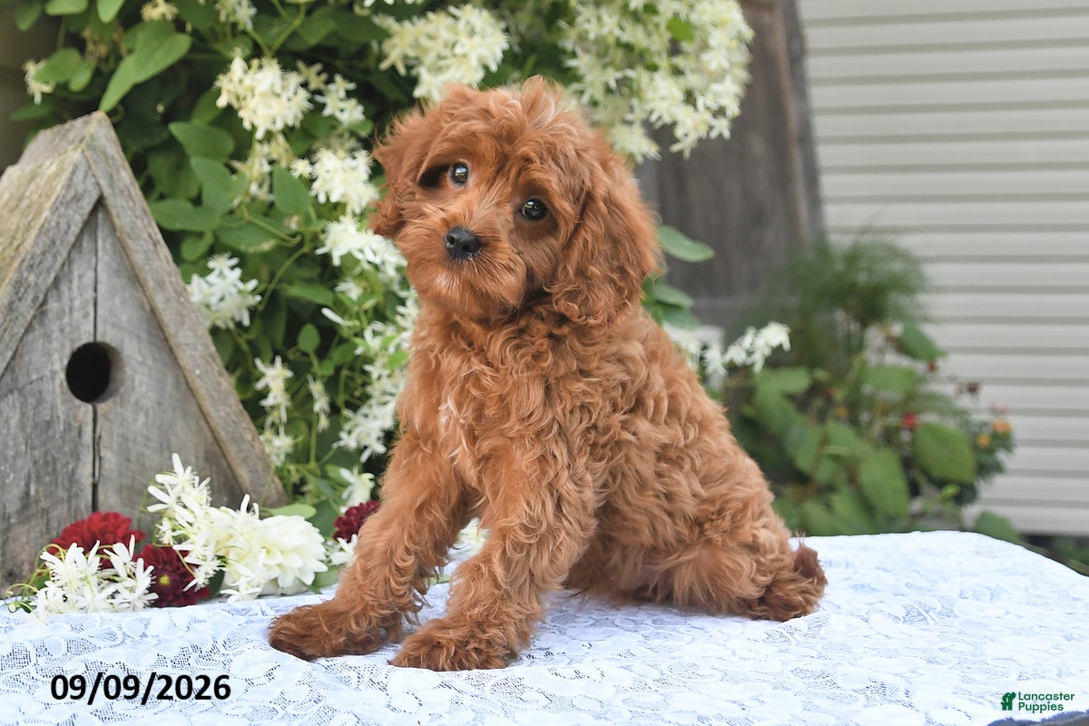 Cavapoo dogs Andre - Ad 2
