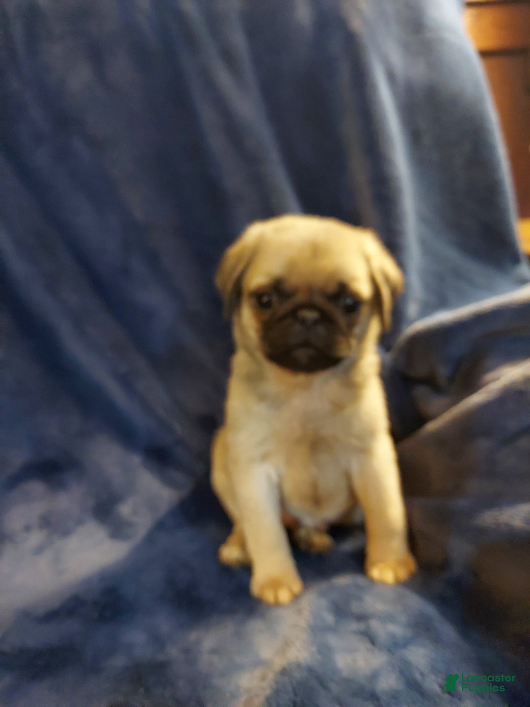 Pug dogs for sale: BILLY - Ad 6