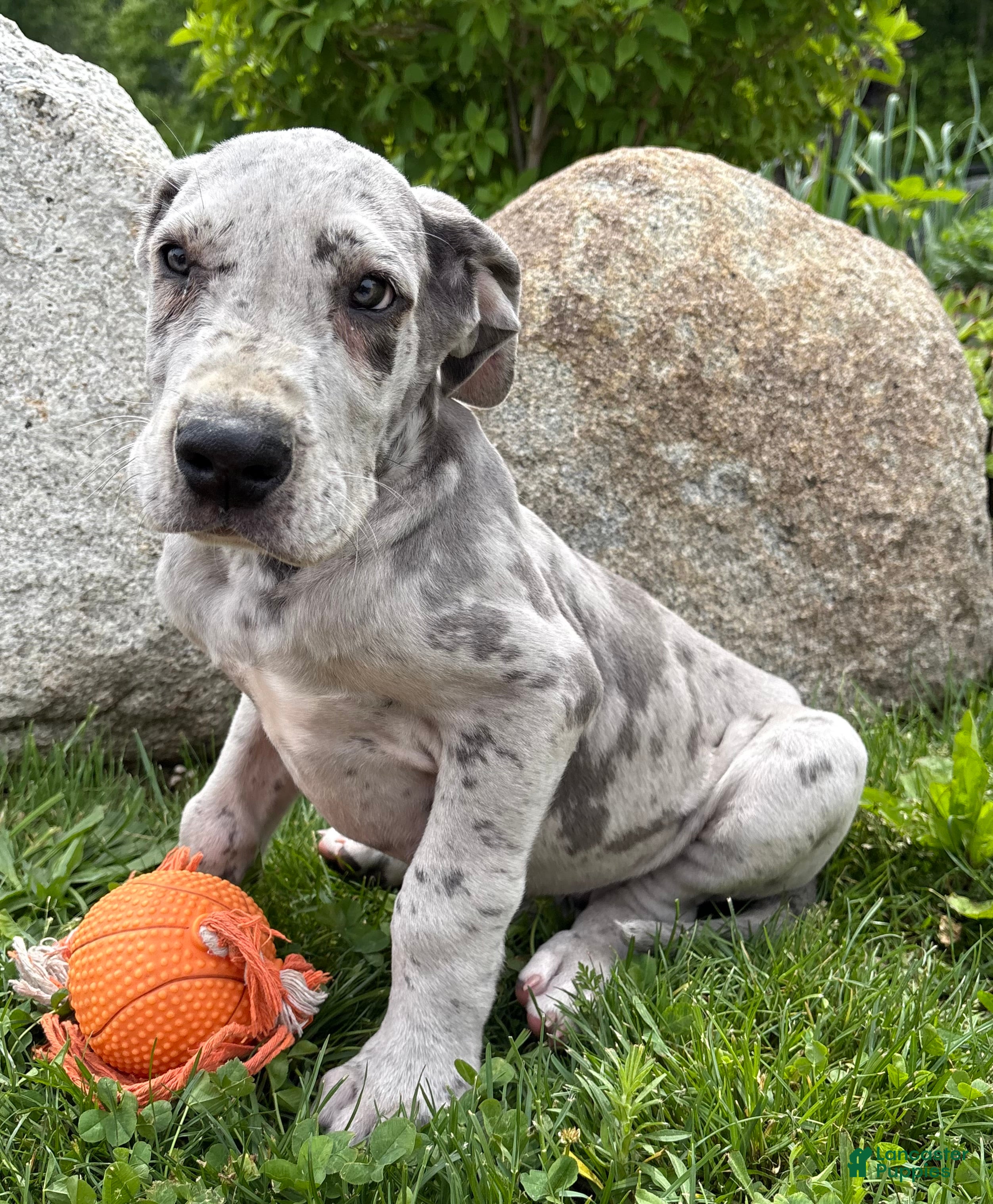 Great Dane dogs Thor - Ad 2