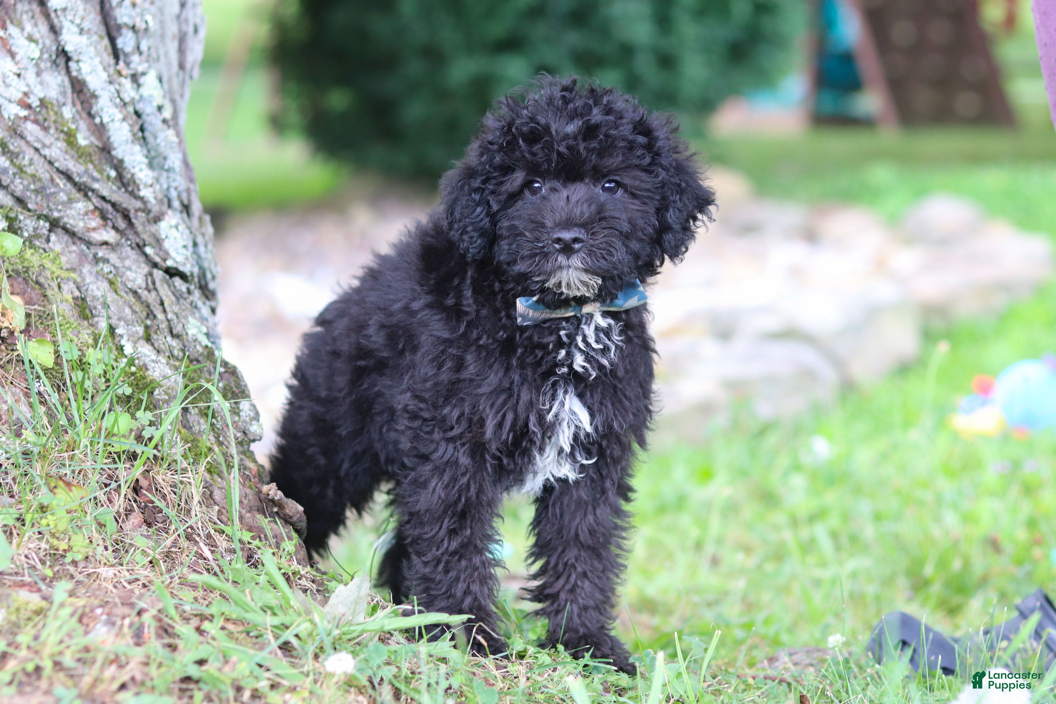 Yorkiepoo dogs Bubba - Ad 2