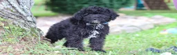 Yorkiepoo dogs for sale: Bubba - Ad 2