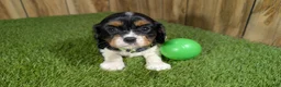 Cavalier King Charles Spaniel dogs for sale: Bessie Boy 1 - Ad 6