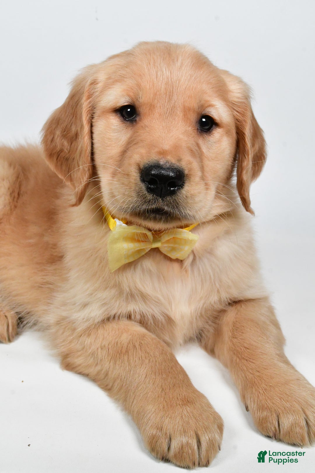 Golden Retriever dogs for sale: Theo - Ad 9