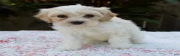 Cavapoo dogs for sale: Fiona - Ad 3