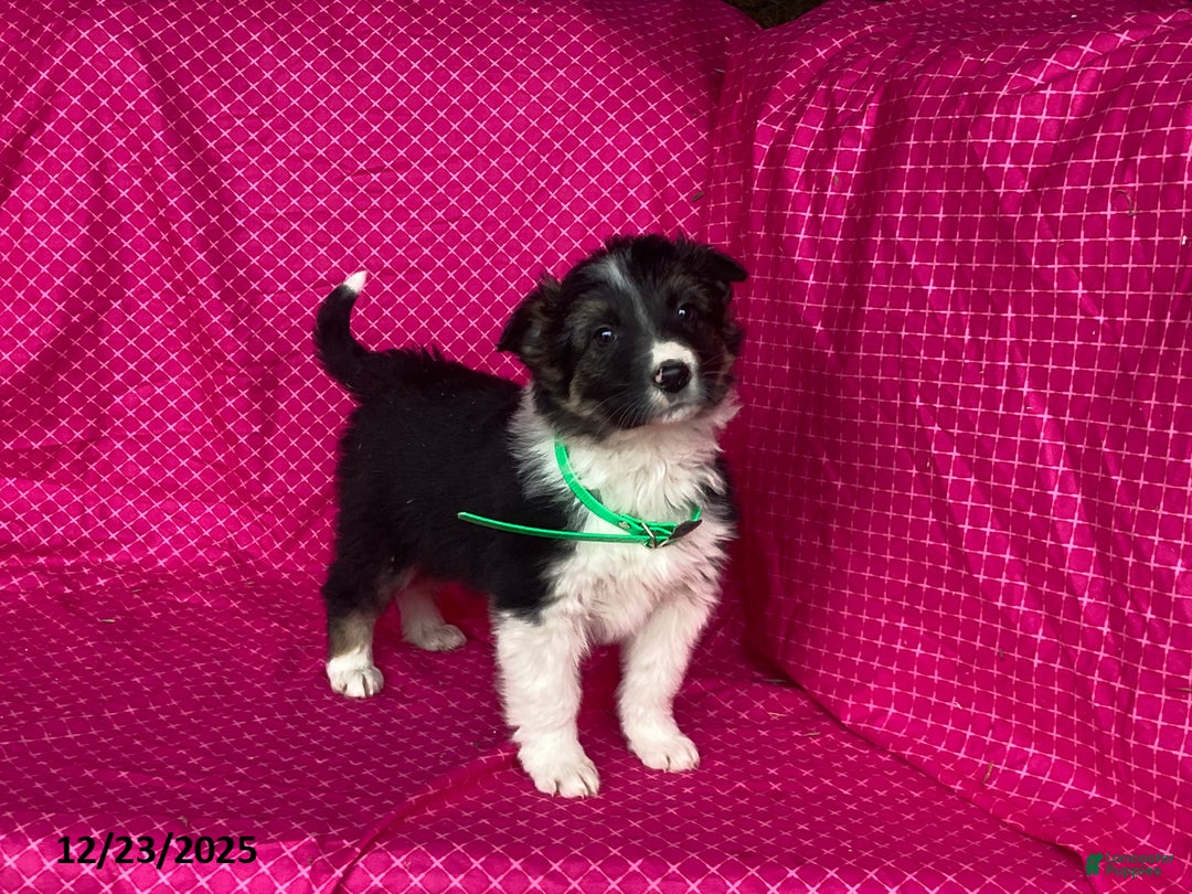 Mixed Breed dogs for sale: George - Ad 5