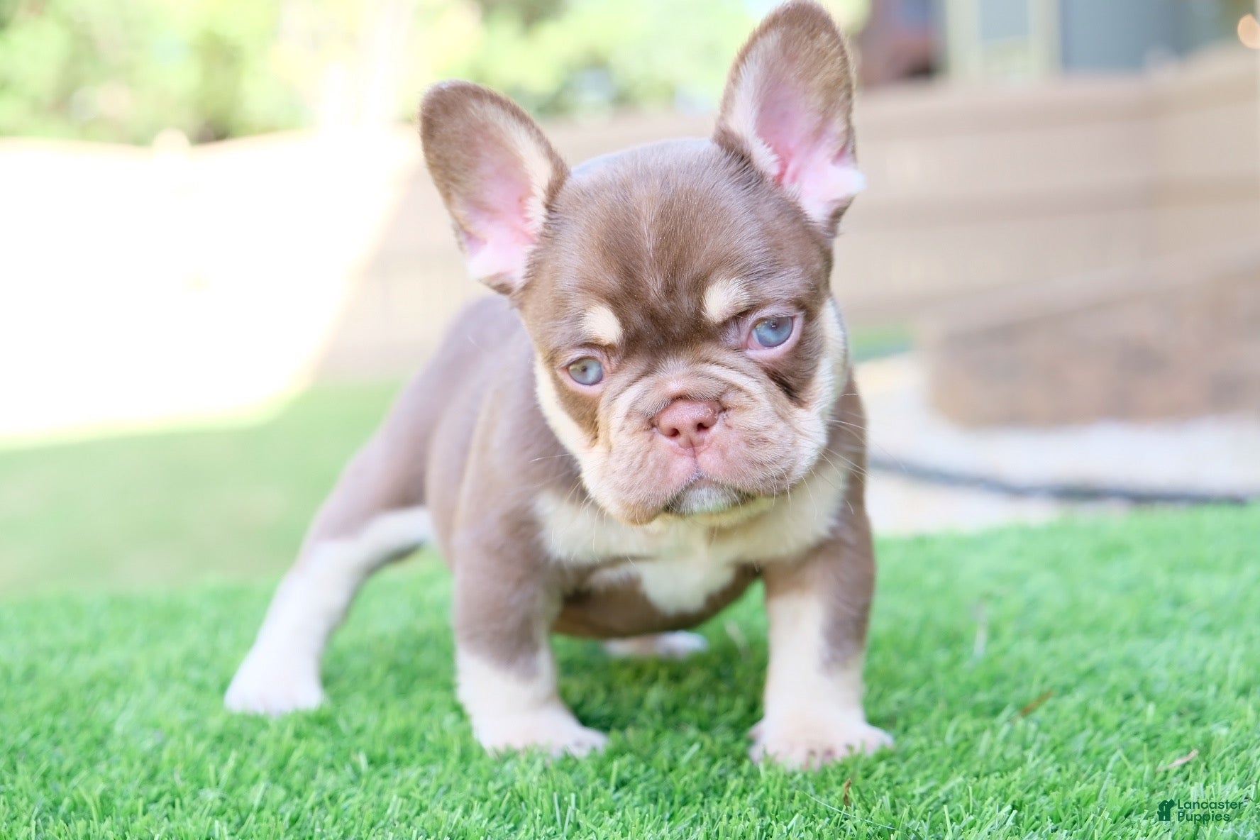French Bulldog dogs French Bulldog 2 - Ad 2