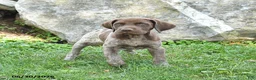 German Shorthaired Pointer dogs for sale: Roxie - Ad 3