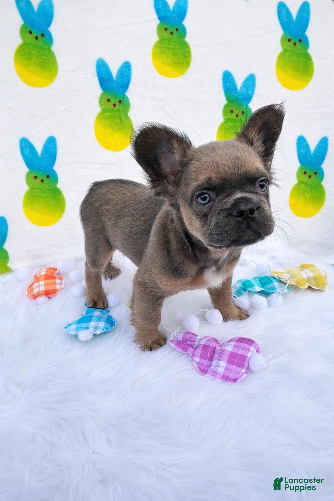 French Bulldog dogs for sale: Stewie - Ad 2