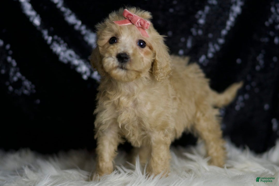 Mini Goldendoodle dogs for sale: Duckie - Ad 6