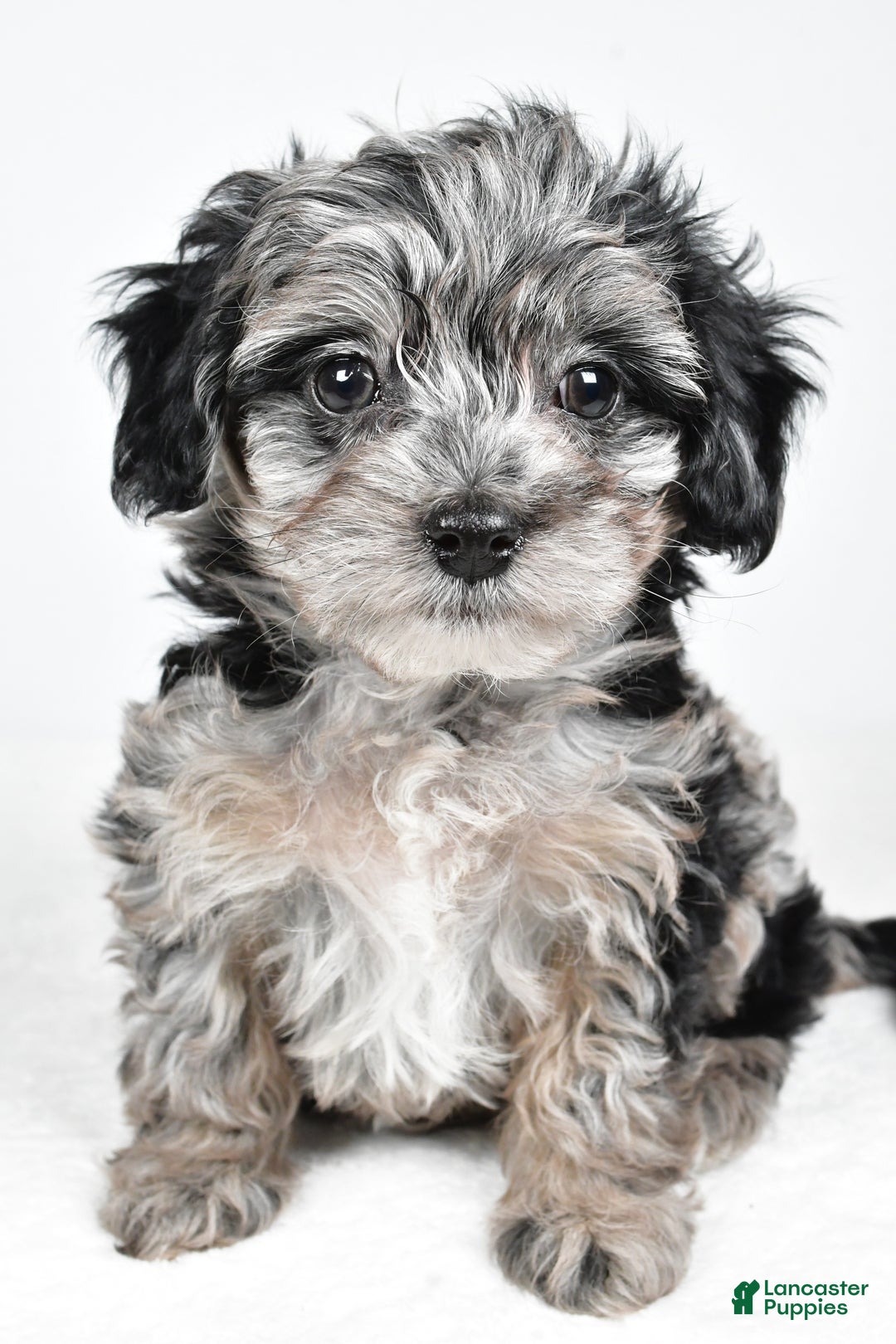 Yorkiepoo dogs for sale: Jingle - Ad 2