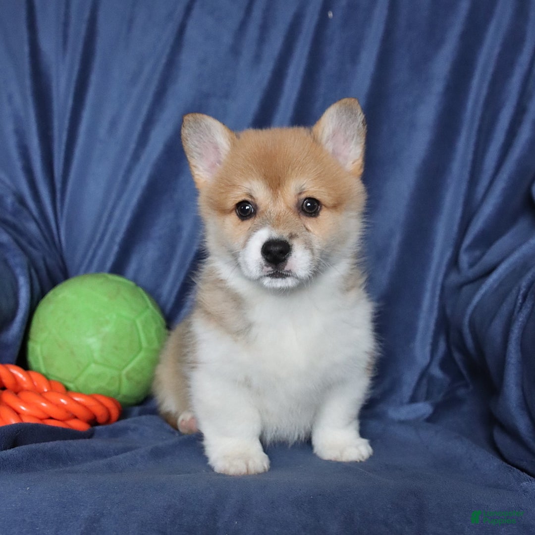 Welsh Corgi Pembroke dogs for sale: Sheila - Ad 4