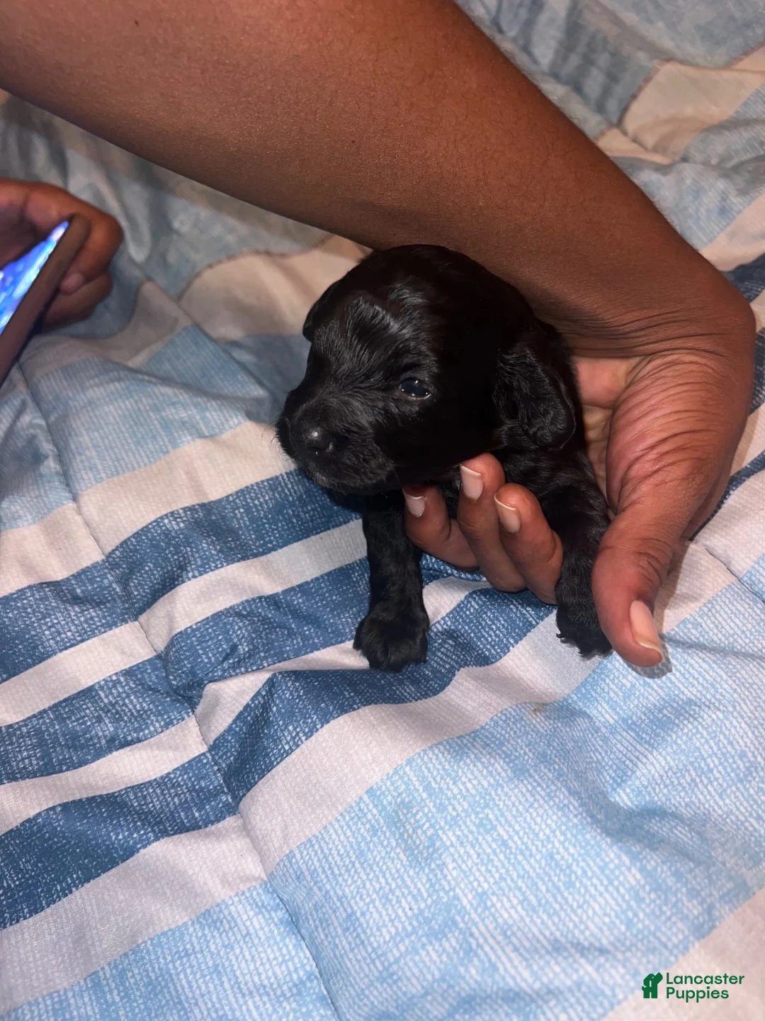 Cockapoo dogs for sale: Cockapoo 1 - Ad 3