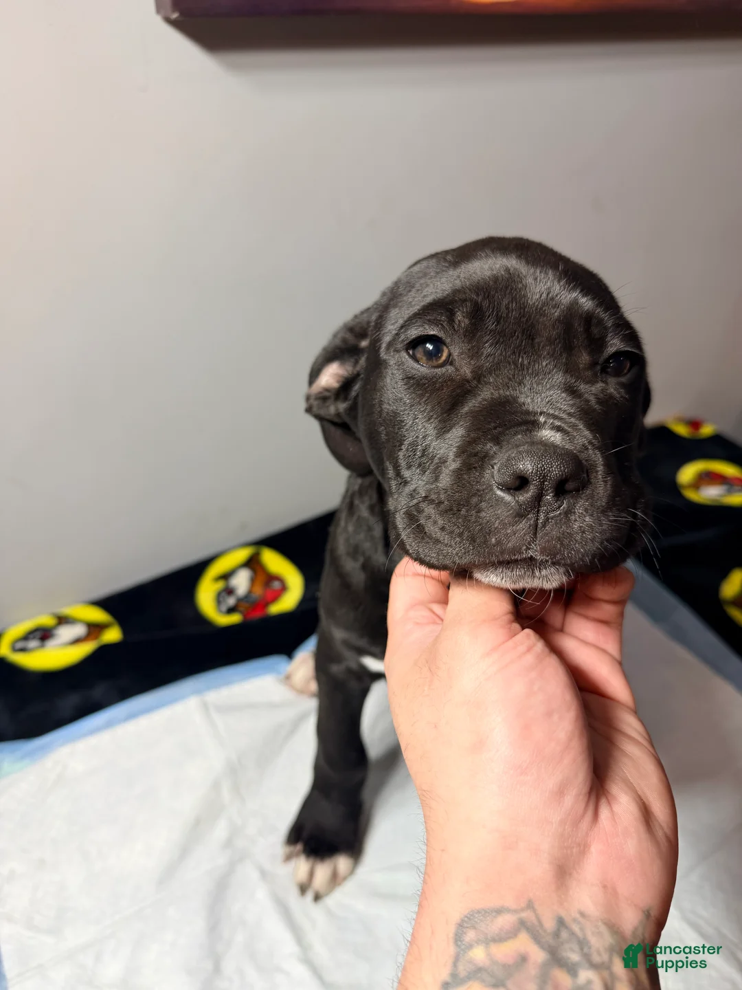 Mixed Breed dogs for sale: Big boy #1  - Ad 2