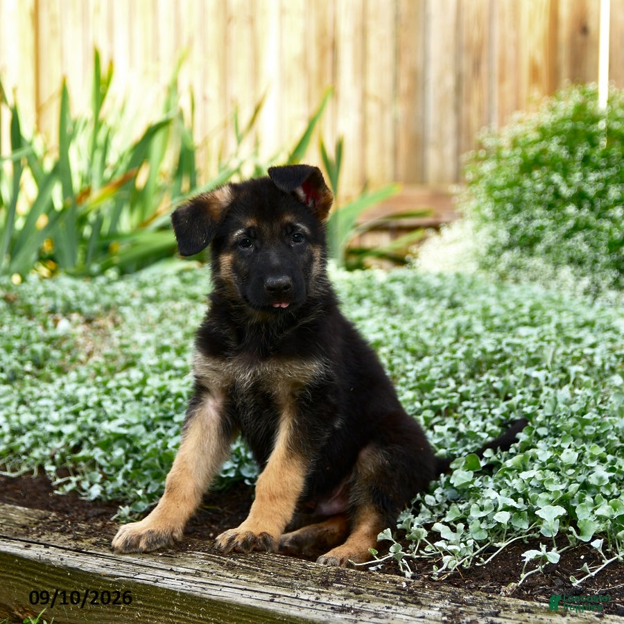 German Shepherd dogs Vernon - Ad 1