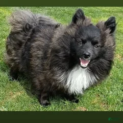 Eros