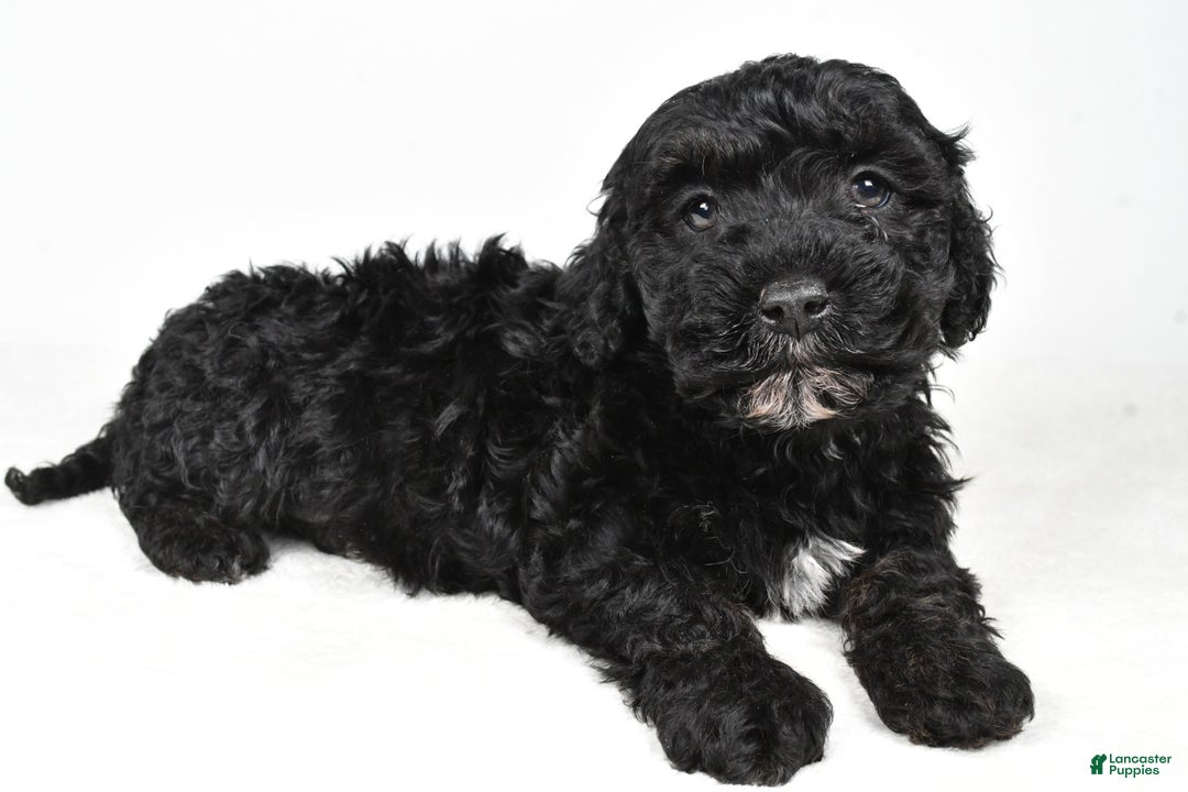 Cockapoo dogs for sale: Baker - Ad 8