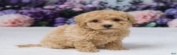 Bichpoo dogs for sale: Della - Ad 3