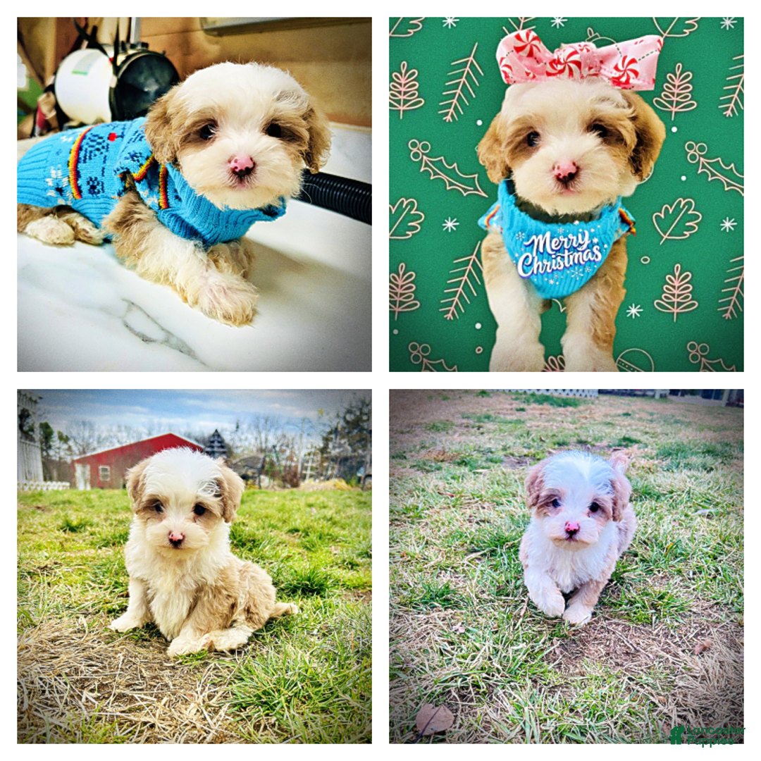 Havapoo dogs for sale: Whisper - Ad 3