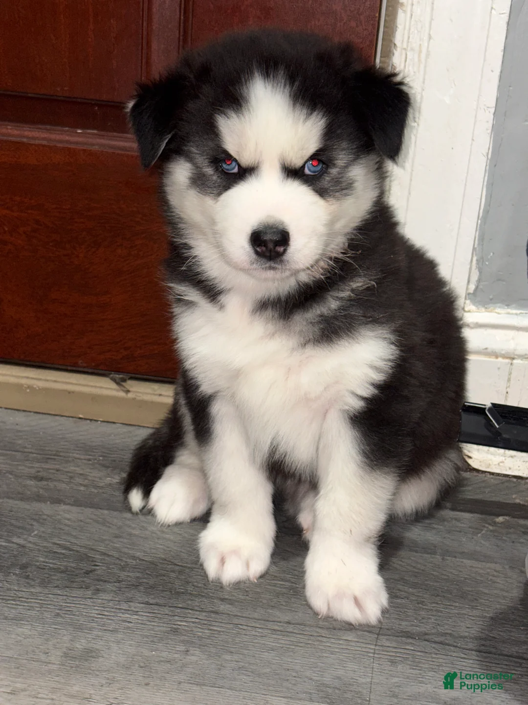 Siberian Husky dogs for sale: Siberian Husky Puppy 1 - Ad 3