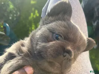 French Bulldog dogs for sale: Nathaniel - Ad 1