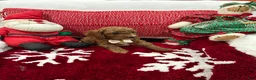 Mini Goldendoodle dogs for sale: Petite Mini Goldendoodle Cooper - Ad 3