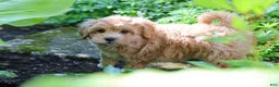 Maltipoo dogs for sale: Letty - Ad 10