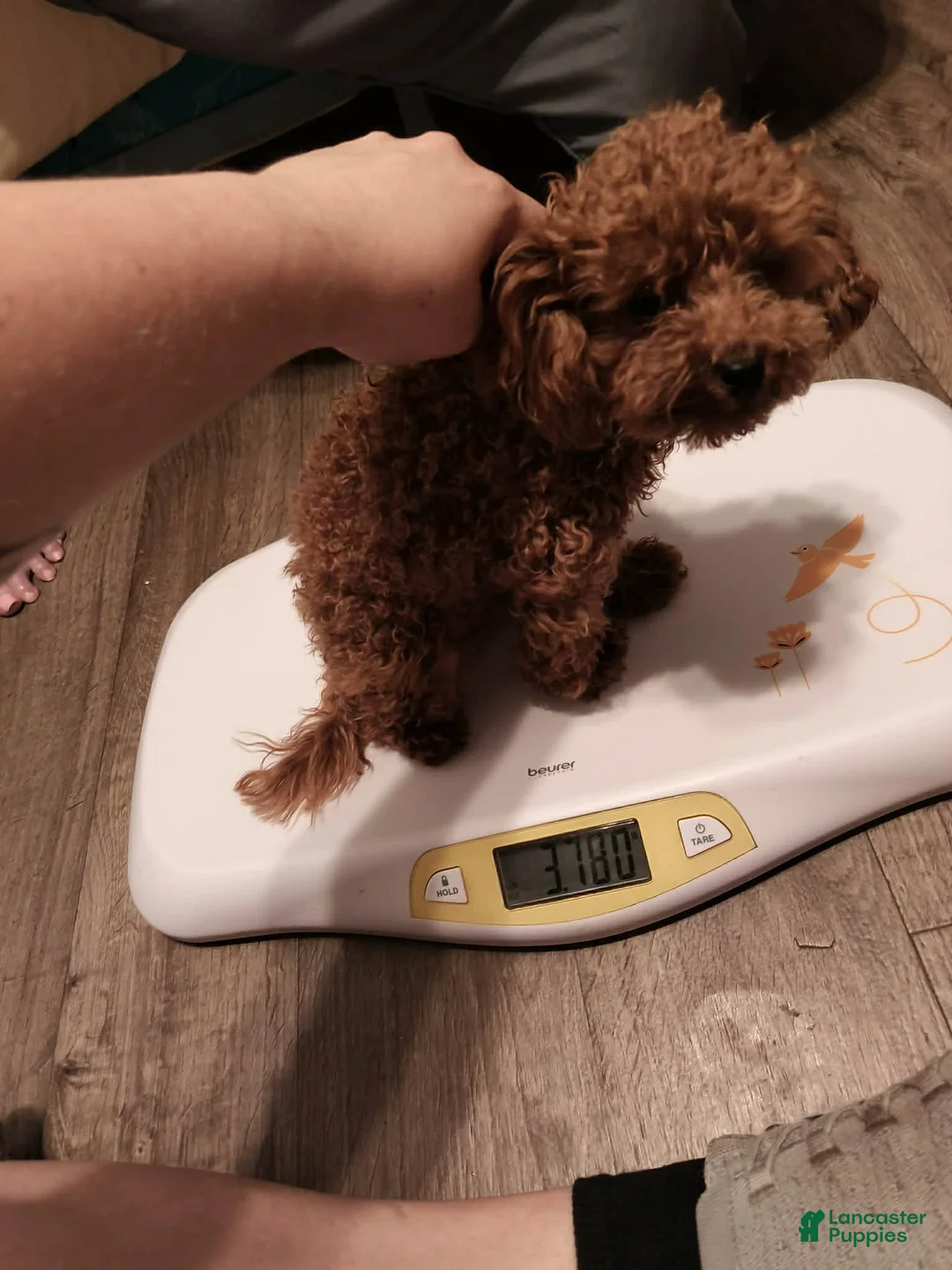 Toy Poodle dogs for sale: Toy Poodle Puppy 1 - Ad 3