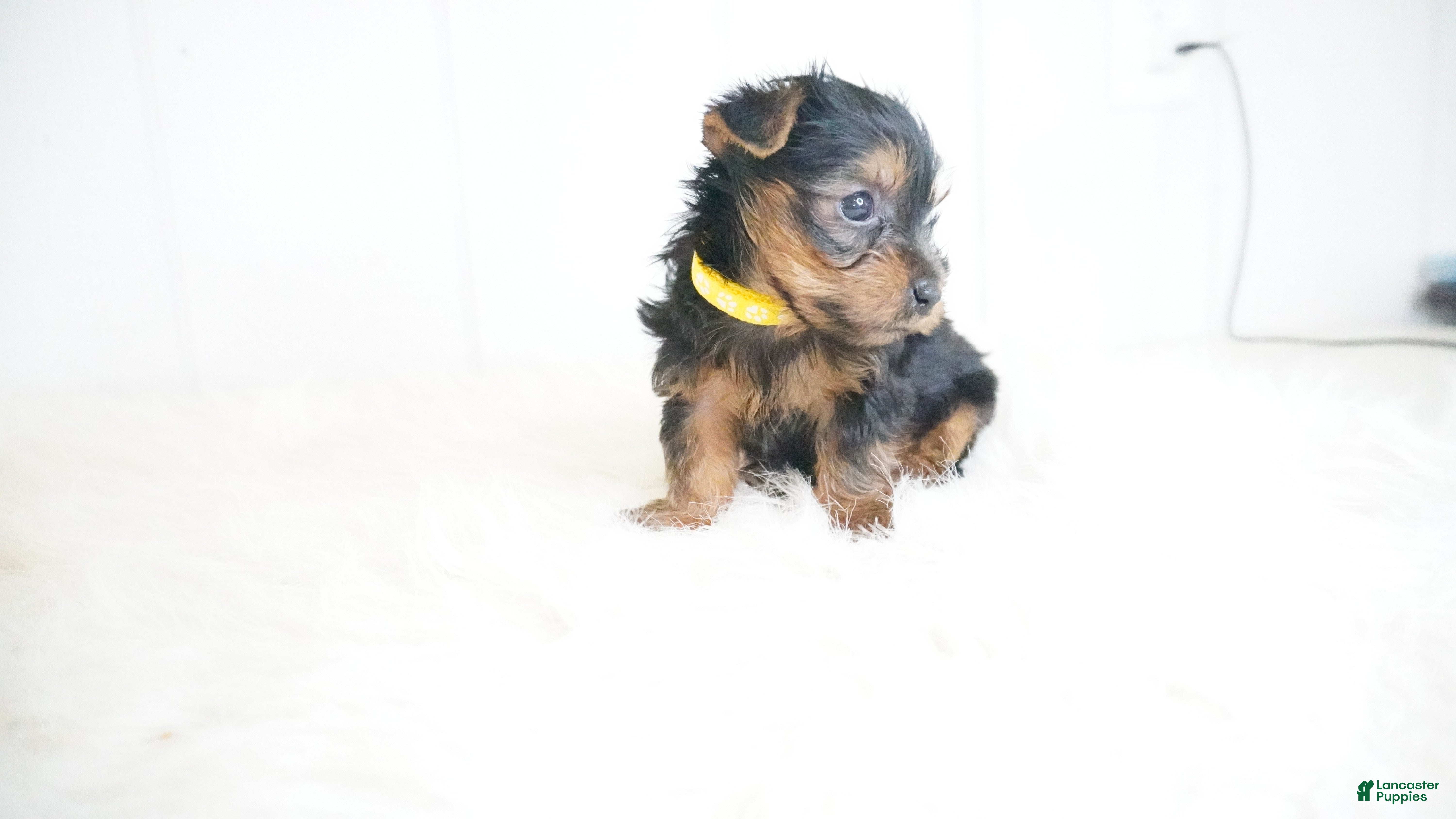 Yorkshire Terrier dogs Jeff  - Ad 1